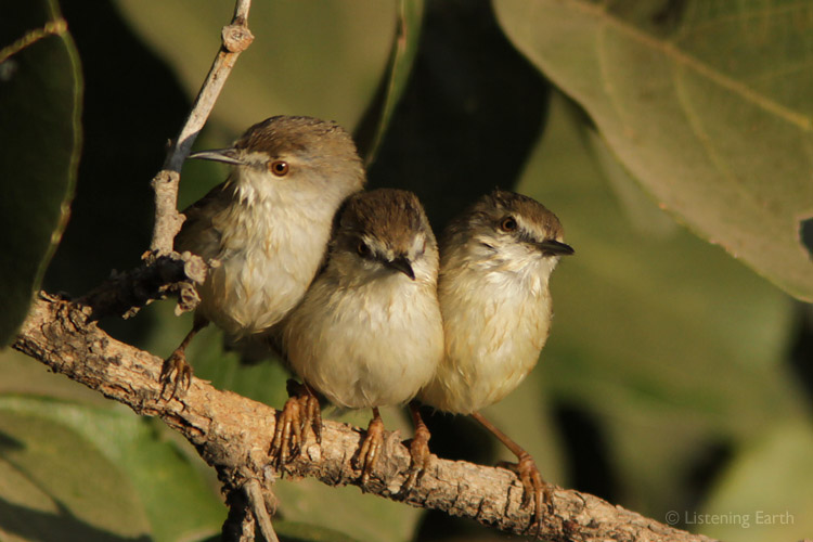 Plain Prinias